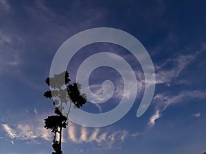 An isolated tree with blue sky and cloud let`s.