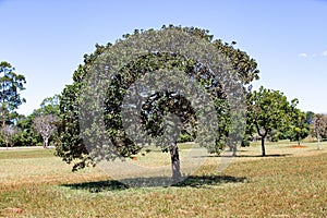 Isolated tree on the cerrado biome, a tree of Caryocar brasiliense pequi photo