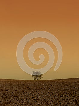 Isolated tree