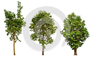 isolated tree collection on white background