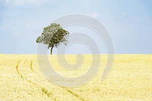 Isolated tree in a corn field