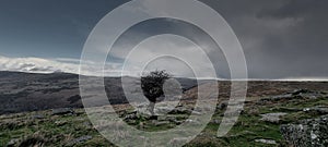 Isolated tree on Dartmoor National Park Devon uk