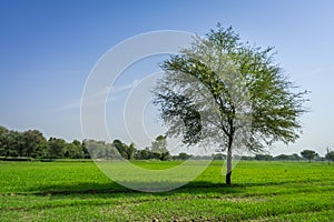 Isolated tree in field