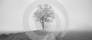 Isolated tree in fog surrounded by mysterious gloomy landscape