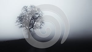 Isolated tree in fog surrounded by mysterious gloomy landscape