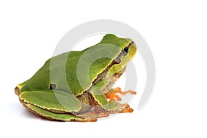 Isolated tree frog