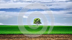 Isolated tree in the green field , in the spring time with blue sky