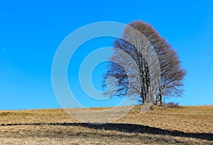 isolated tree on hill without leaves in autumn without people