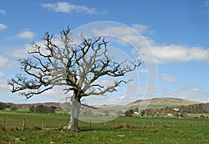 Isolated Tree and Hills