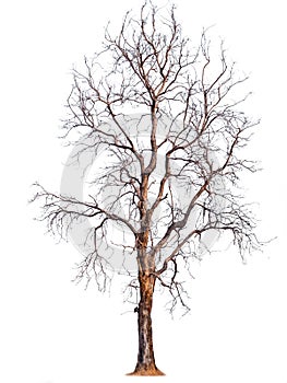 Isolated tree without leaf