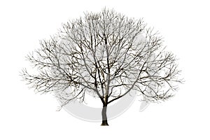 Isolated tree without leaf on white background