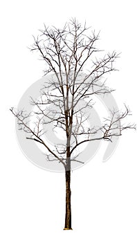 Isolated tree without leaf on white background