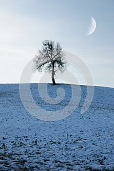 Isolated tree in the meadow