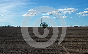 Isolated tree in the middle of a cultivated field 4