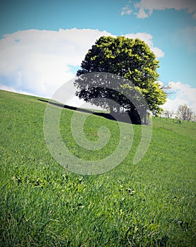 isolated tree in the middle of the green meadow in summer