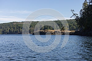 Isolated tree on misty island in water