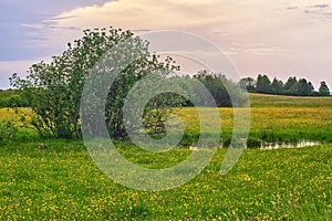 Isolated Tree Near A Swamp In A Spring Nature