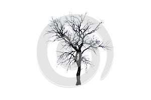 Isolated tree. One winter tree isolated on a white background