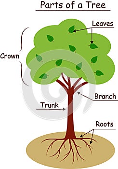 Isolated tree parts diagram with labels