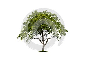 Isolated tree silhouette. Tree on a white background