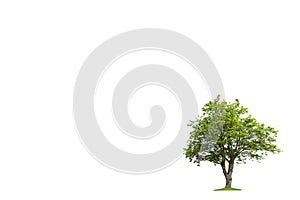 Isolated tree silhouette. Tree on a white background