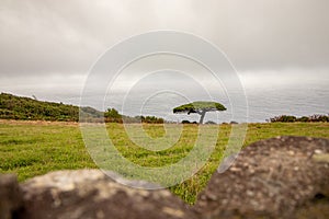 Isolated tree standing on field, close to ocean, green landscape