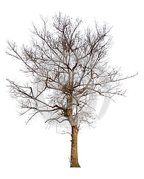 Isolated tree without tree and leafless on white background