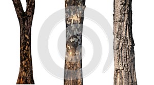 isolated tree trunk Collection on White background