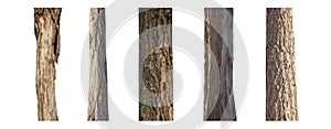 Isolated tree trunk Collection on White Background.