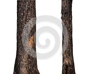 isolated tree trunk Collection on White background