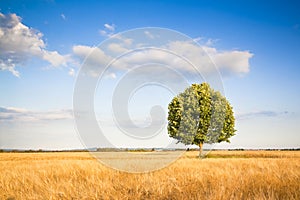 Isolated tree in a tuscany wheatfield