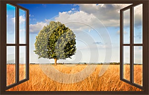 Isolated tree in a tuscany wheatfield view from the window - con