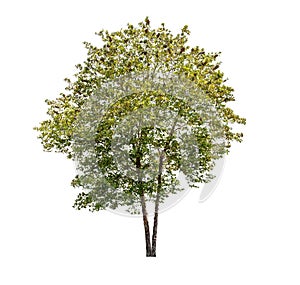 Isolated Tree on White Background