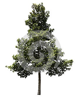 Isolated Tree on White Background