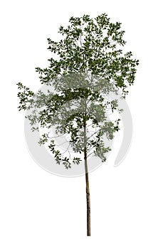 Isolated Tree on White Background