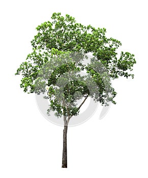 Isolated Tree on White Background