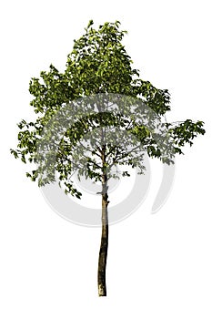 Isolated Tree on White Background