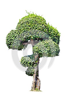 Isolated tree on White Background.