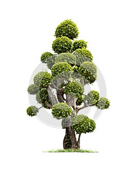 Isolated tree on White Background.