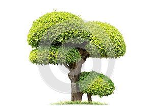 Isolated tree on White Background.