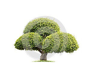 Isolated tree on White Background.