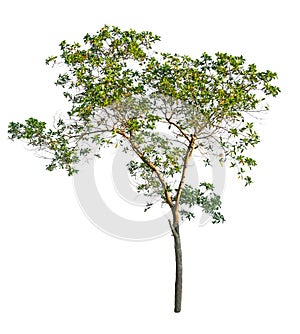 Isolated tree on white background.