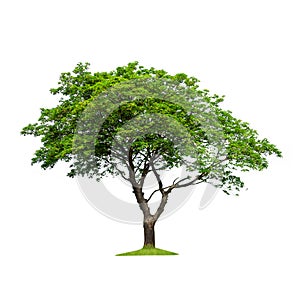 Isolated tree on a white background