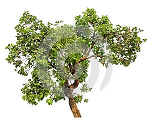 Isolated tree on white background