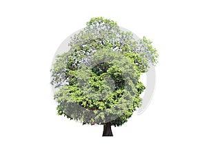 Isolated tree on white background.