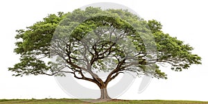 Isolated tree on white background