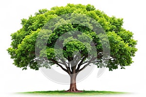 Isolated tree on white background with clipping path