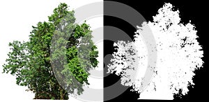 single tree on white background