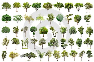 Isolated tree on white background , The collection of trees.