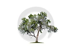 Isolated tree on a white background. The perfect tree for advertising